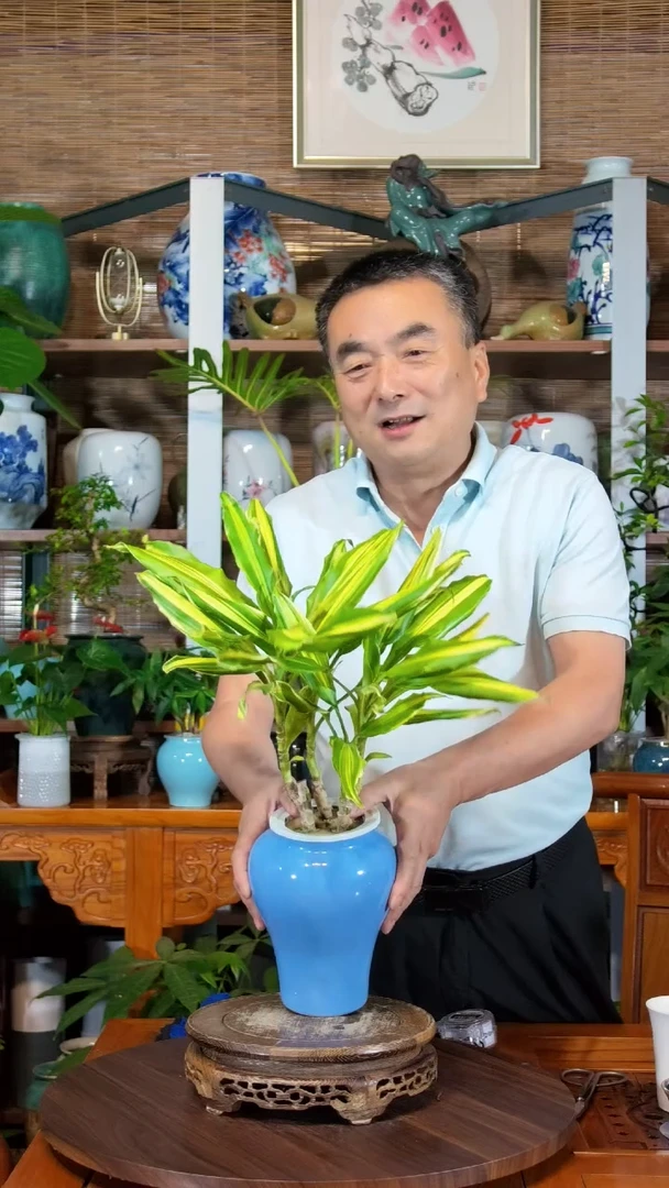 水之韵水培植物金妞
