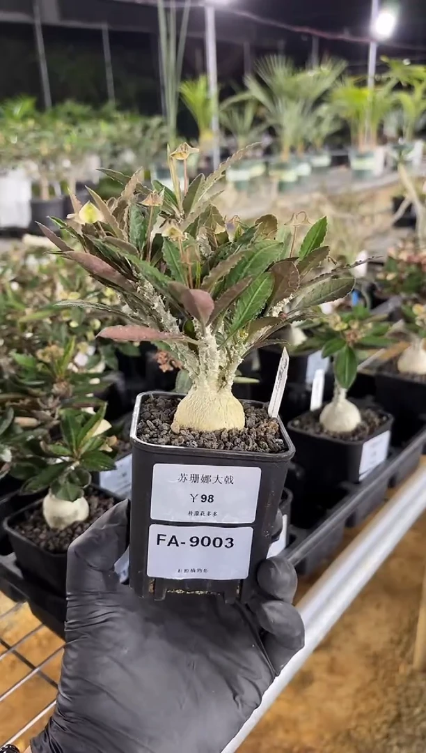 苏珊娜大戟FA-9003