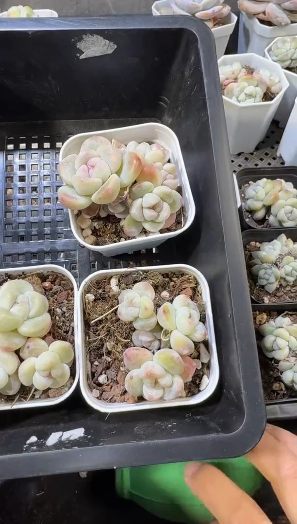 【闪购商品】40号到手一筐江北多肉