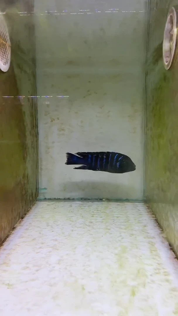 慈鲷三湖慈鲷90号