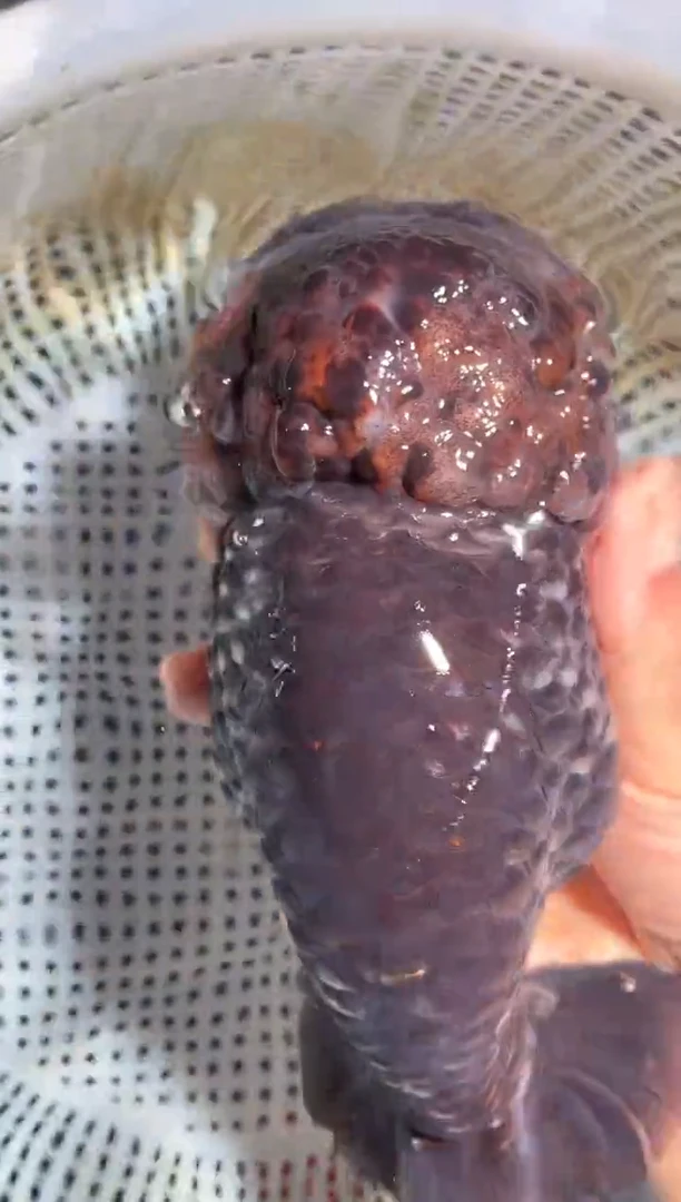 金鱼（运费自理，马印灯照射）福州追鱼兰寿金鱼