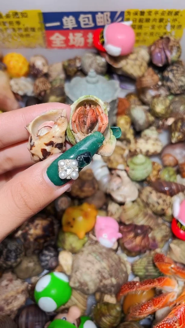 陌派甄选寄居蟹3620