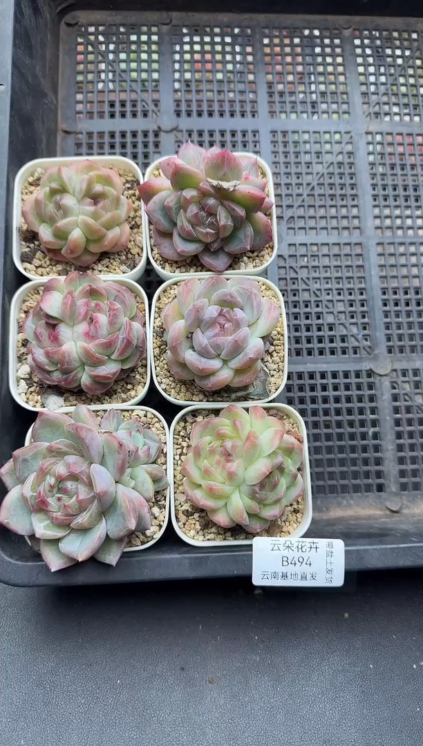 珍妮杂交多肉B494