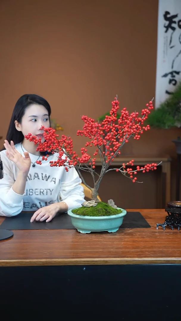 全部花朵冬青盆景盆景盆景