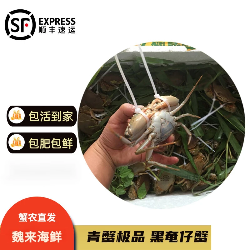 魏来【到货概不拒收】黄油蟹处女蟹黑奄仔蟹腌仔蟹奄仔 （勿放冰箱）