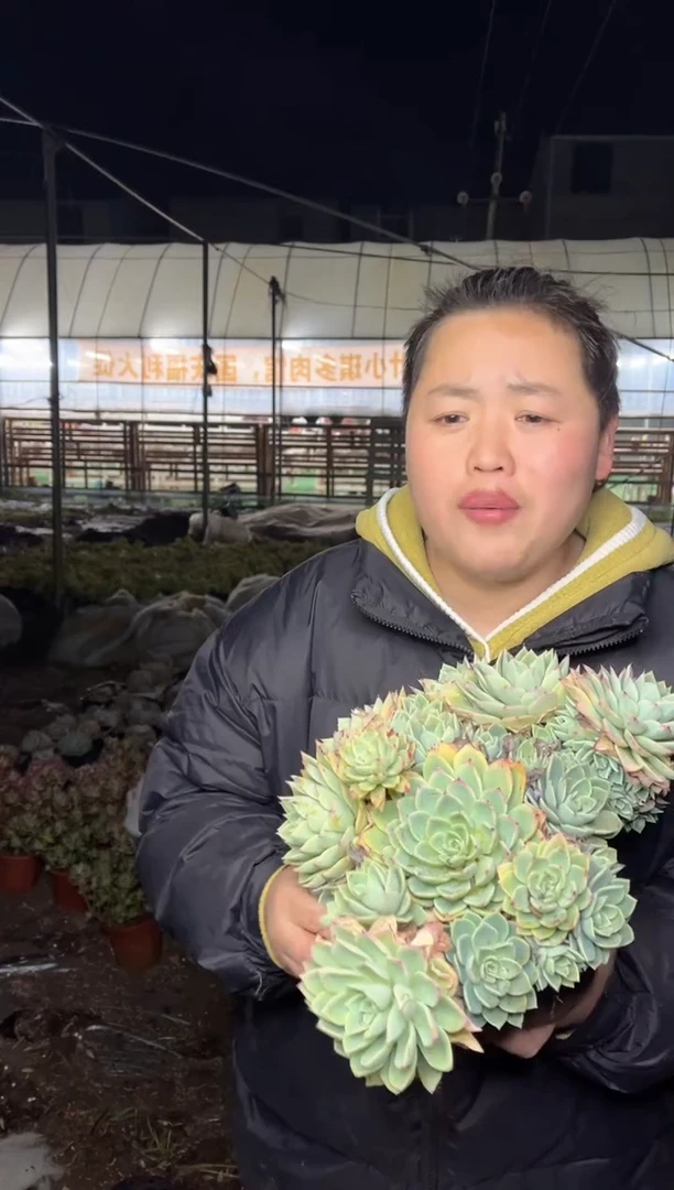 【闪购商品】90-超大号三色堇20cm8