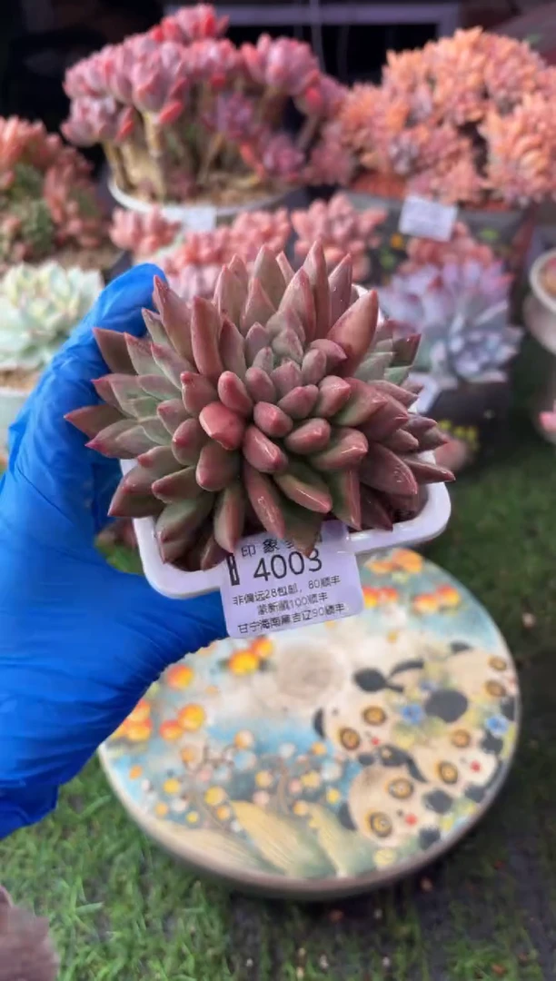昆明印象多肉4003