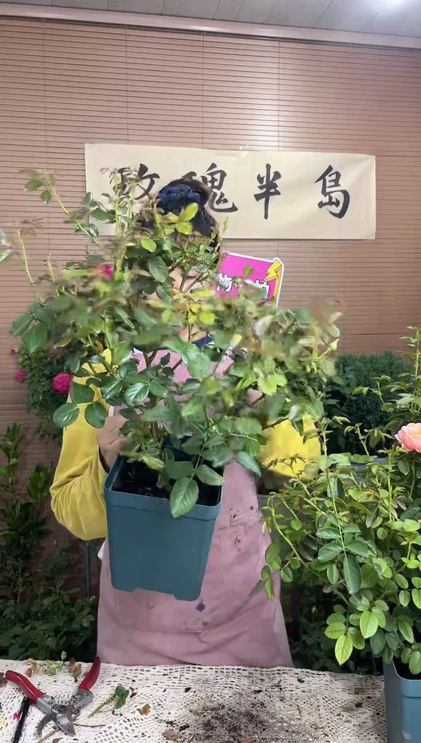 真宙1.5加仑扦插苗子