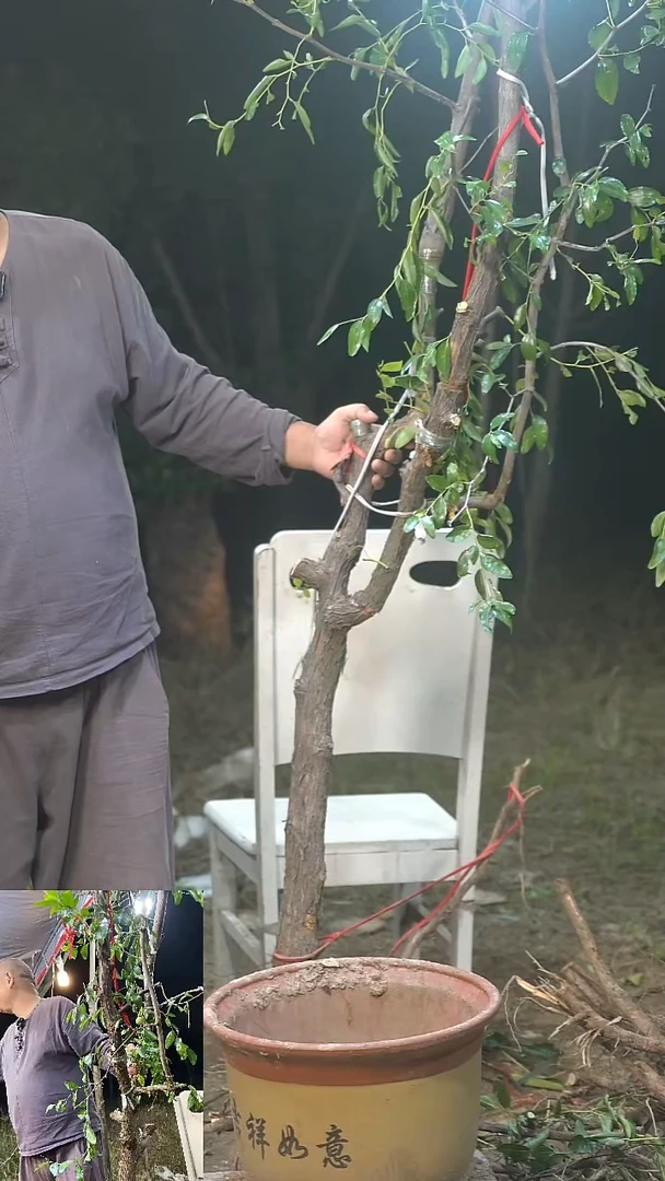 完全开放枣树0001