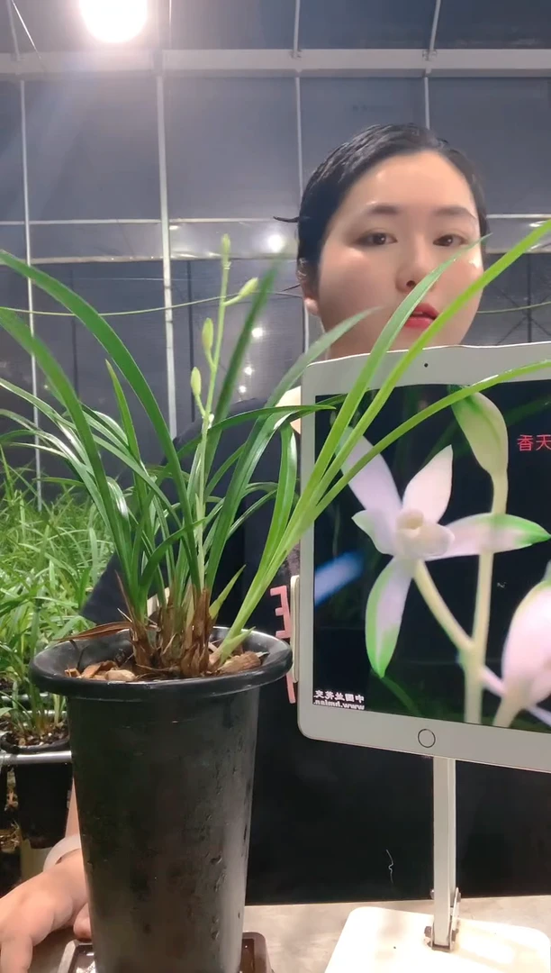 当前无花朵，栽培后可花朵用****1国色天香