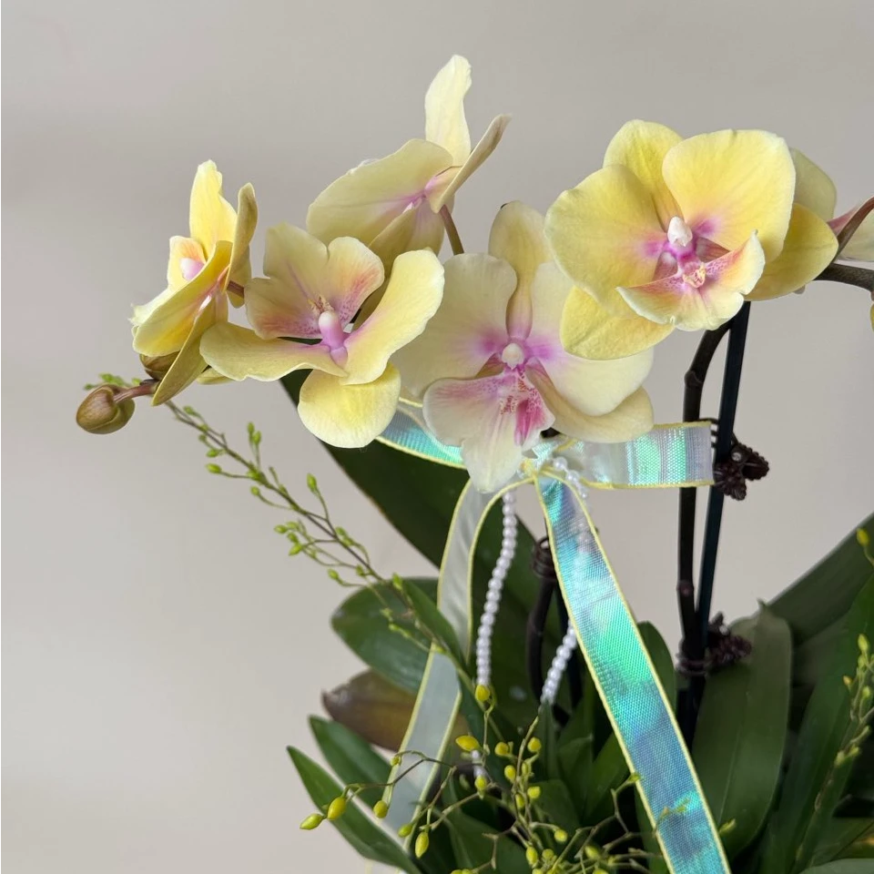 [大吉大利-蝴蝶兰]带花盆栽带花苞花苗植物办公室内桌面兰花