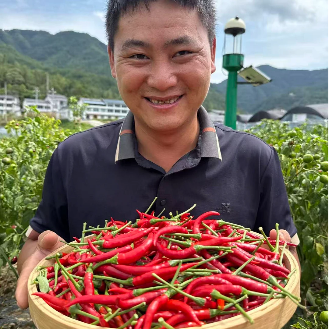 山哥农场艳红辣椒 小米椒 朝天椒 现摘现发
