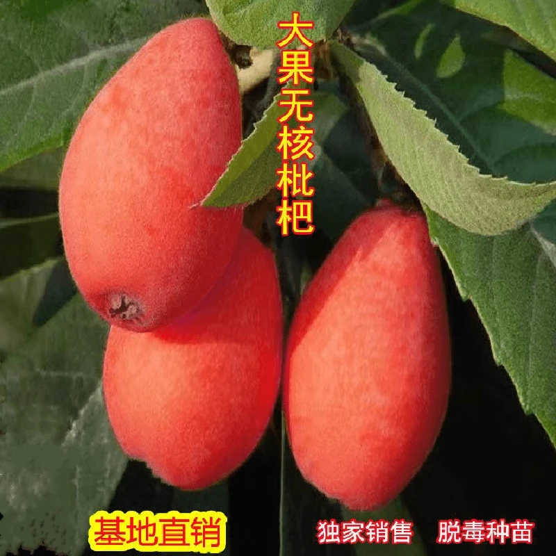 新品种枇杷树无籽苗无核砂糖枇杷果树苗红肉枇杷树果树苗