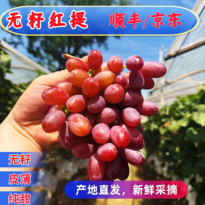 果园现摘克伦生无籽红提葡萄应季水果脆甜无核无籽孕妇澳洲无核纯