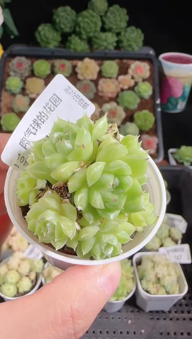 肉气球1028-148麦秆