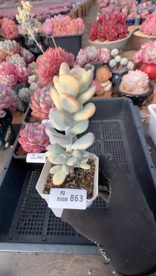 863乒乓福娘锦多肉植物一物一拍
