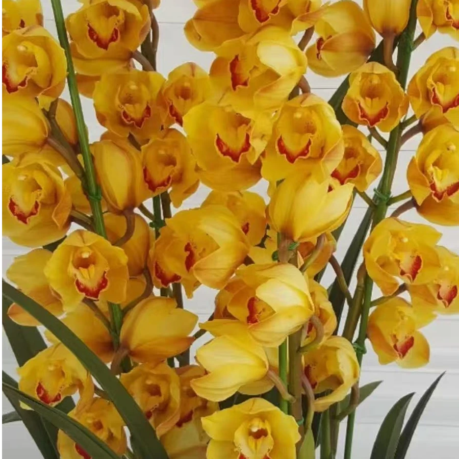 《金枝玉叶》超级大落地高端室内盆栽大花蕙兰210口径云南基地直发