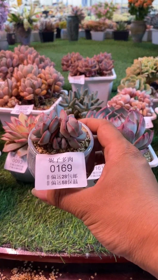 0169aa（满28包邮发货）