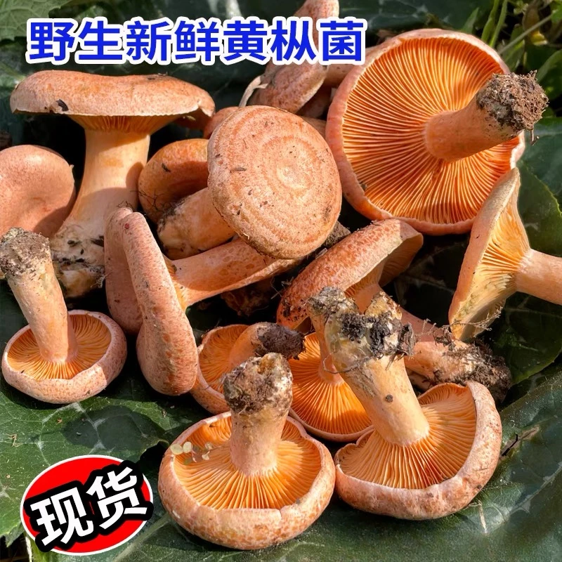 湘西高山野生枞树菌（中小朵过油顺风包邮）