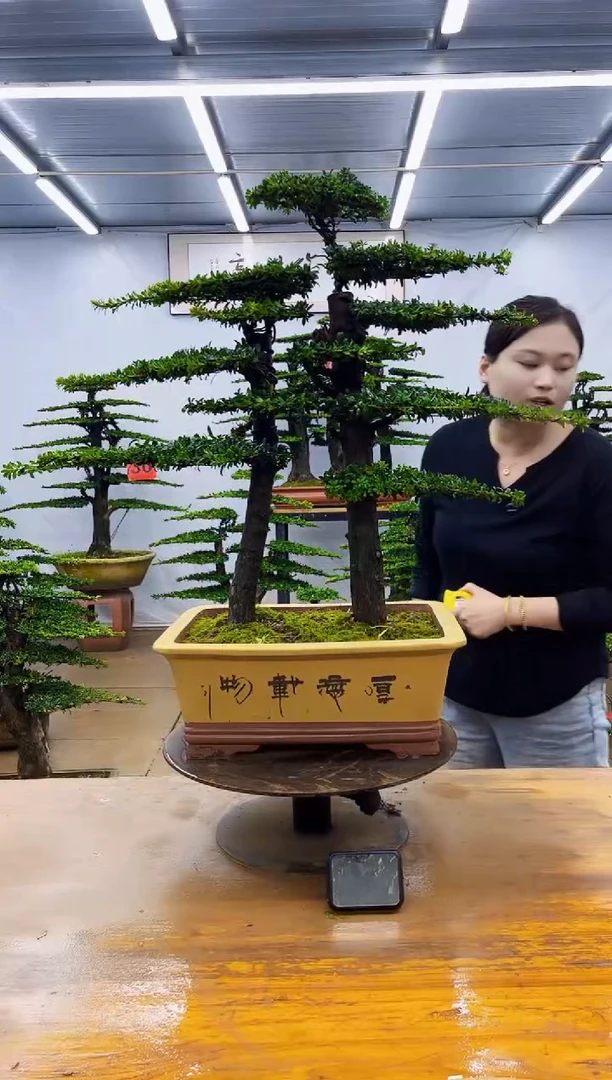 无花朵一物一拍，所见即所得