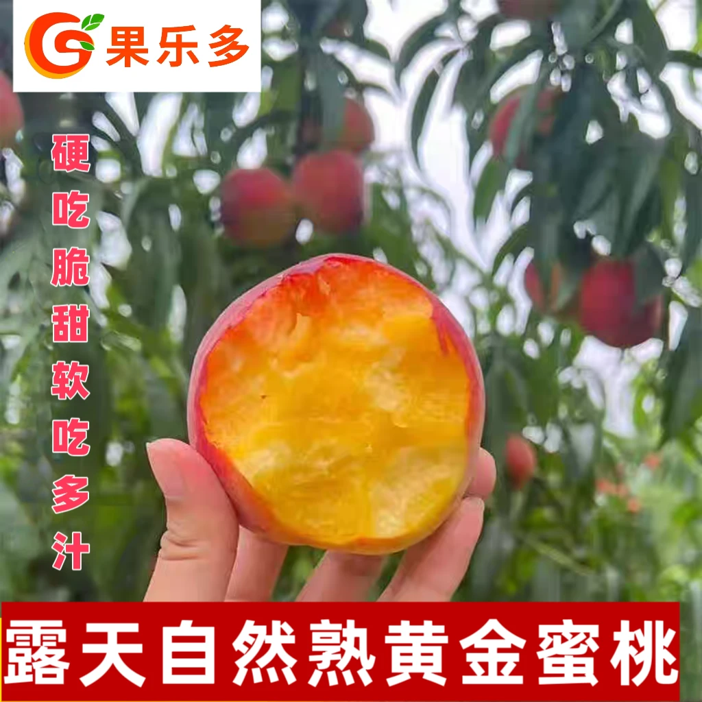 【果乐多】露天黄金蜜桃自然熟新鲜应季脆甜多汁黄金蜜1号水蜜桃