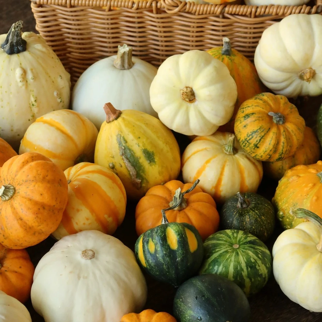 虹越 | 奇趣园艺摆件小南瓜  家庭创意果蔬插瓶装饰美观新奇