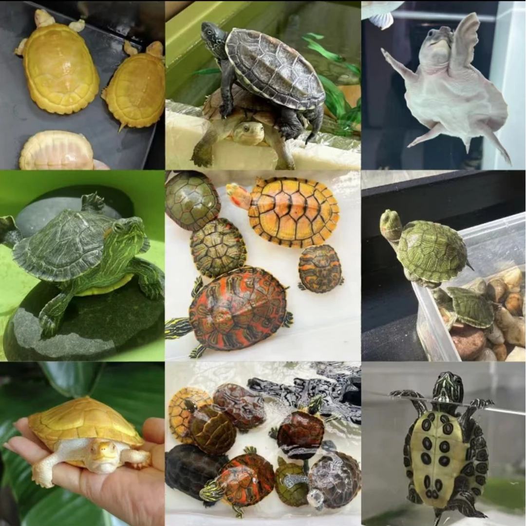 通用宠物小龟活体链接