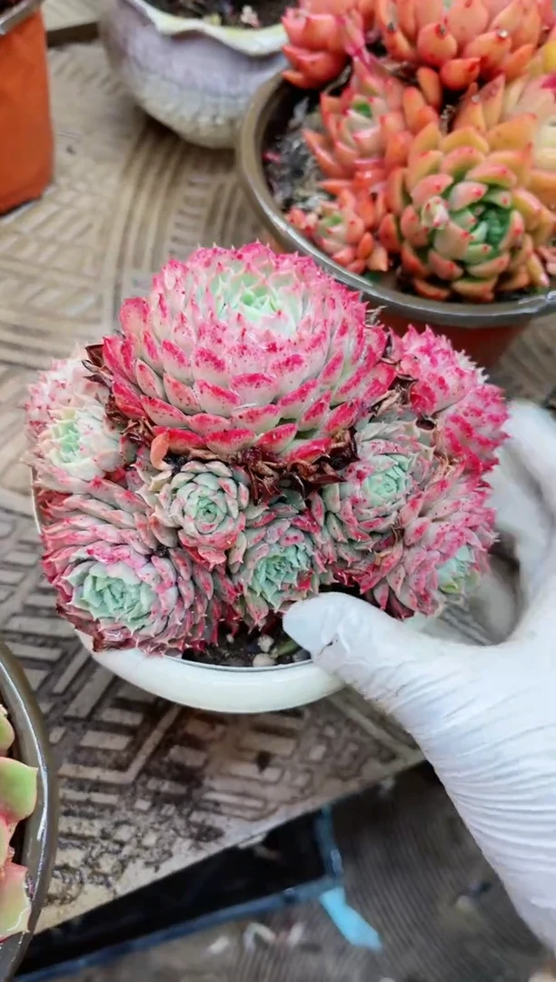 【闪购商品】19078多肉