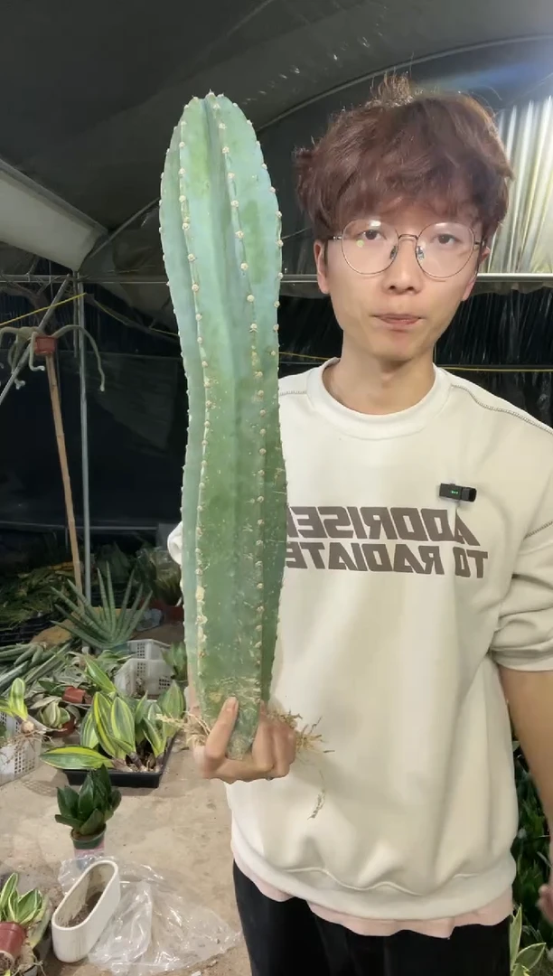 【闪购商品】量天尺50厘米有根19.9