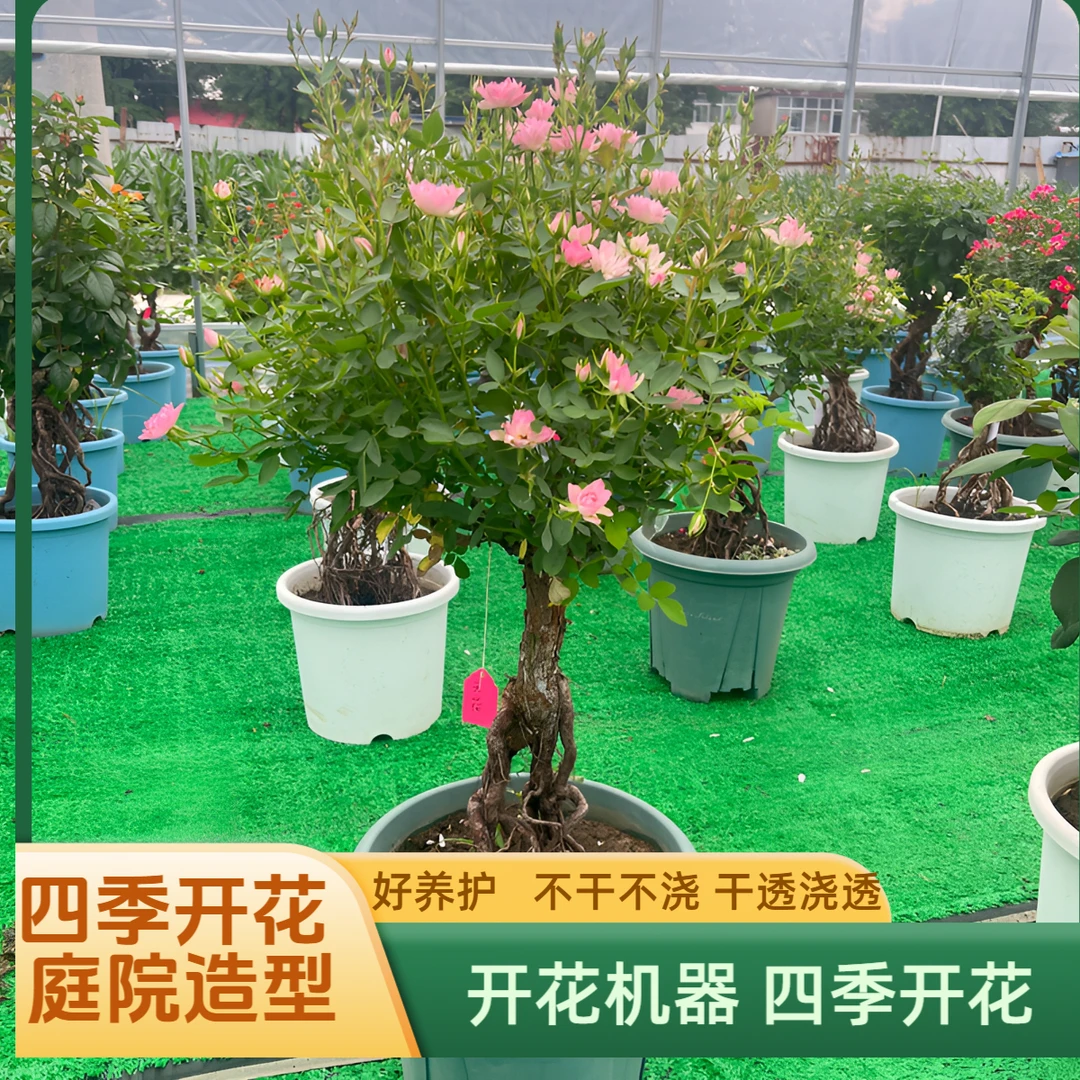 提根月季 四季开花 造型庭院