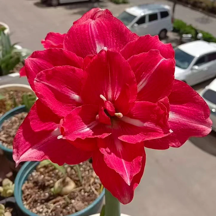 爱尔基-爱罗姬-朱顶红-种球室内栽种阳台盆栽花卉