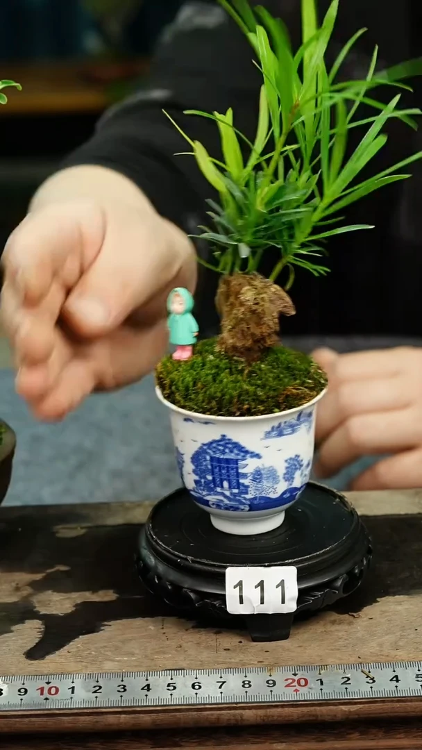 无花朵苔藓微景观111号