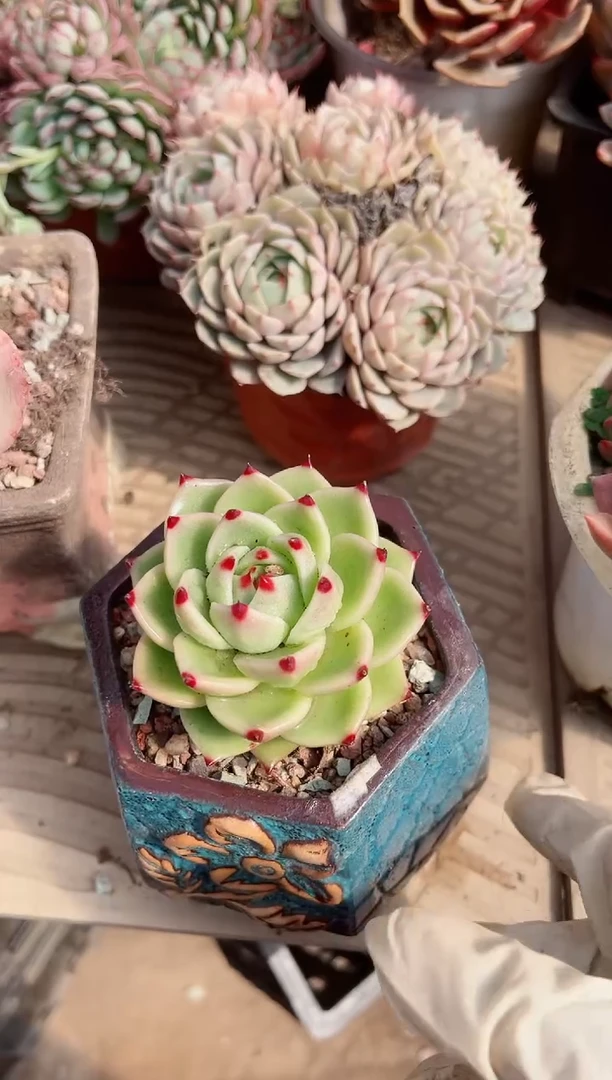 【闪购商品】11197