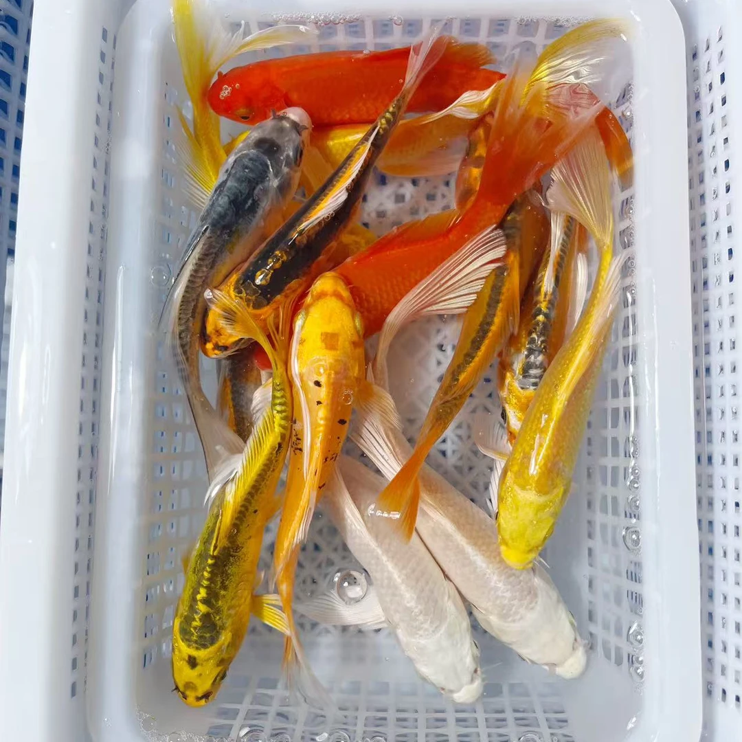 锦鲤草金混搭8-10公分冷水鱼活体观赏鱼锦鲤鱼包邮