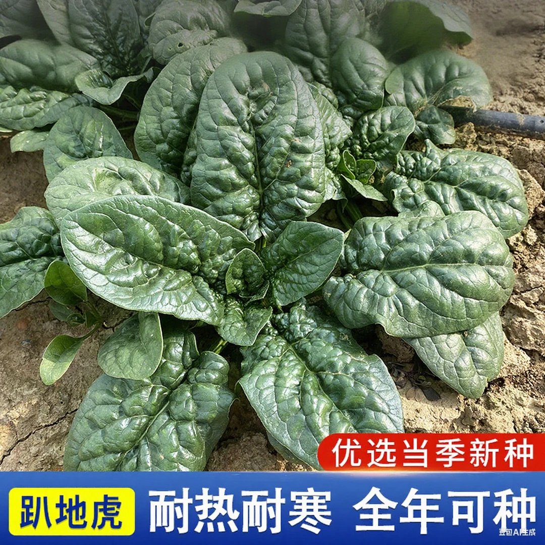 【ZS】趴地菠菜种子老品种塌地菠秋冬季耐寒菜种红根菠菜易种蔬菜