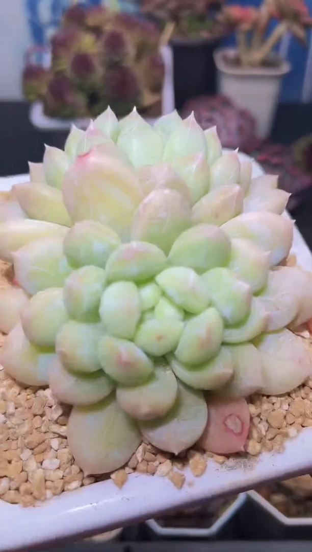 【闪购商品】190百达多肉