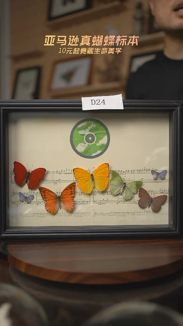 有机玻璃蝴蝶标本D24