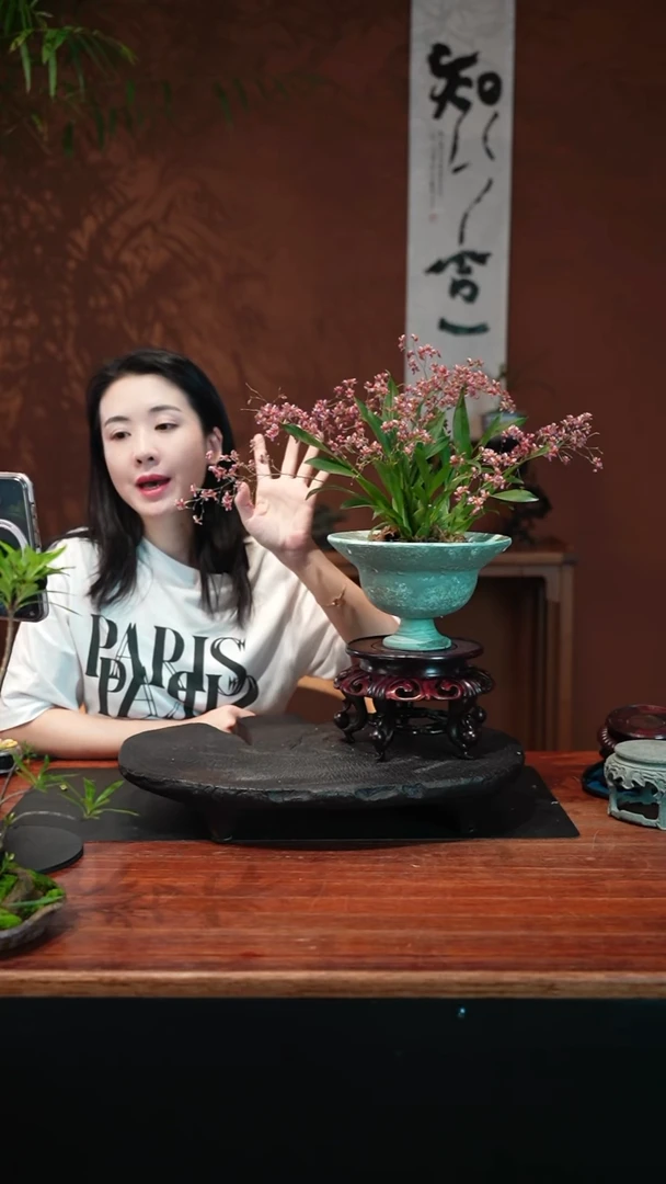 无花朵红梦香蓝盆盆景盆景盆景