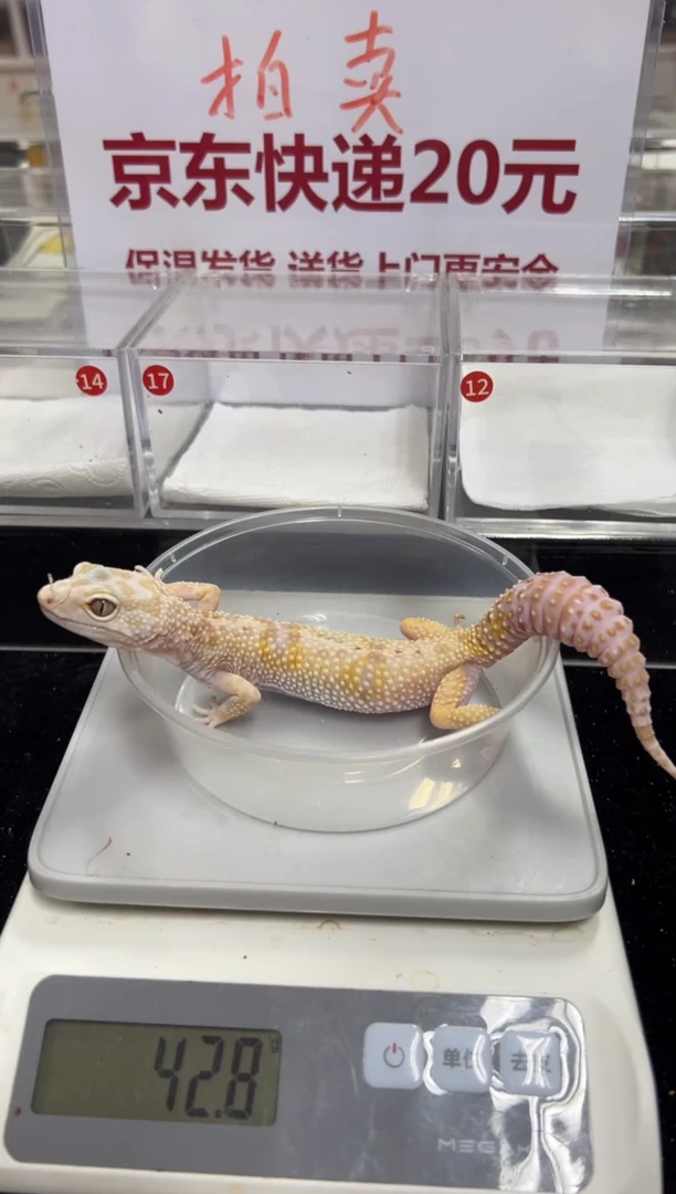 豹纹守宫0000000000000000