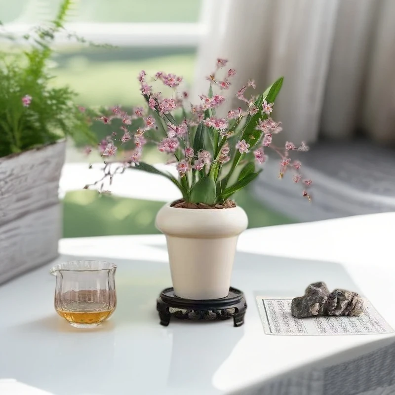 带奶油盆梦香兰奶香粉室内盆栽绿植开花更香大鳞茎好养喜文心花苞