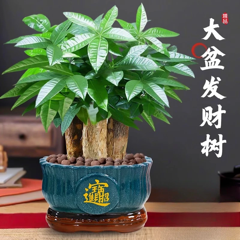 大盆发财树小盆栽客厅办公桌绿植盆景三杆小发财树中式旺宅