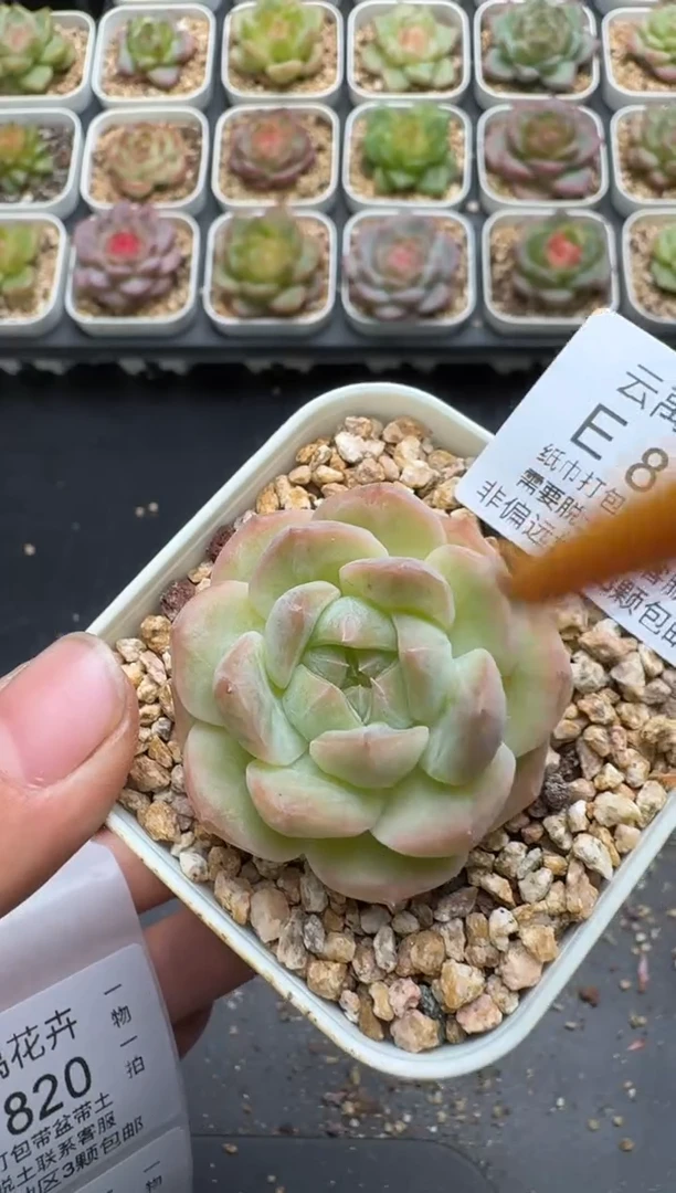819E云禹多肉植物 带盆土纸巾打包 3颗包邮