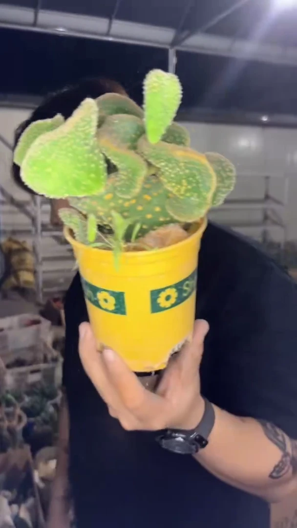 金灵芝 仙人掌【带根】