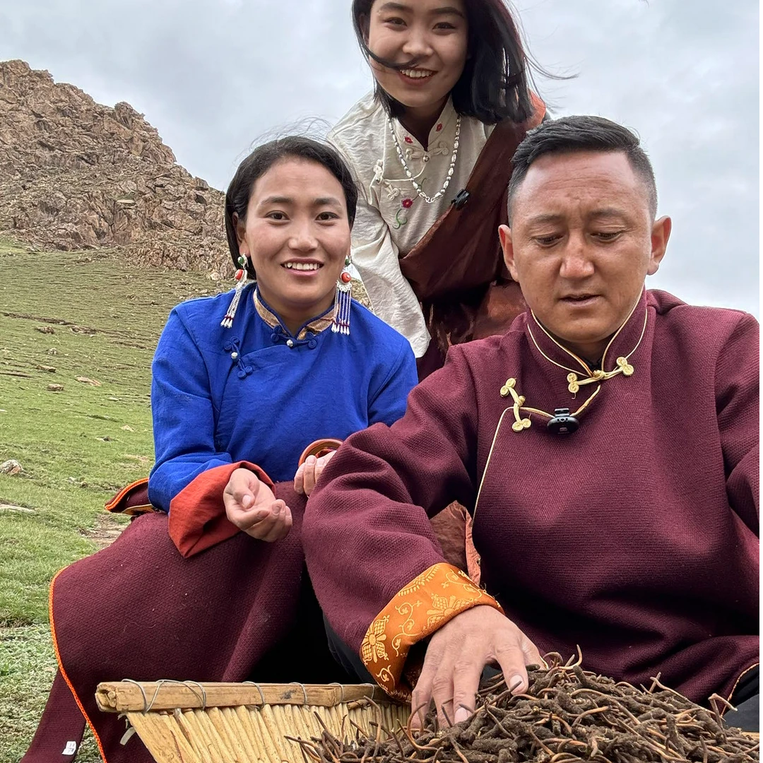 新鲜冬虫夏草0.6-0.7g左右滋补养生