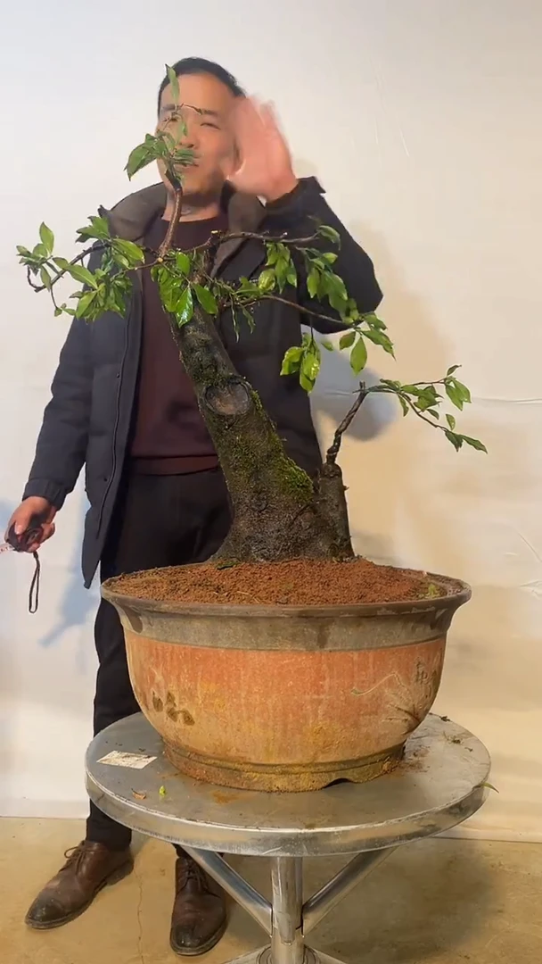 以实际为准金弹子 盆栽 盆景 一物一拍