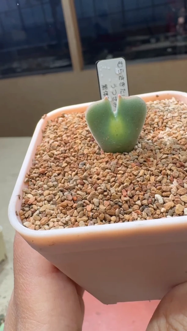 多肉植物肉锥23-144紫体猫耳