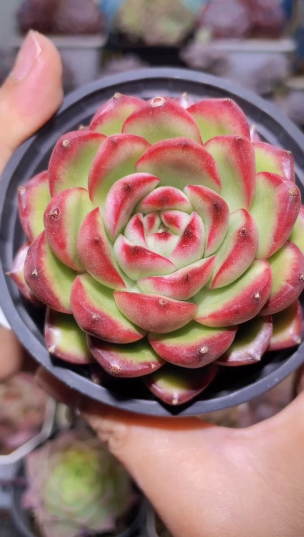 【闪购商品】082花田错