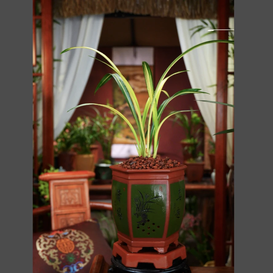 墨兰 精品 [兰阳之松] 室内桌面好养兰花盆栽绿植花卉 带盆栽好