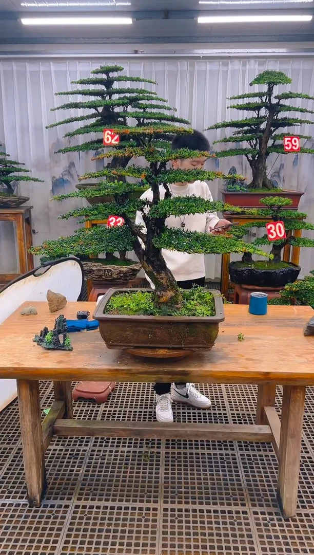 无花朵风***孓精品盆景直播间一物一拍
