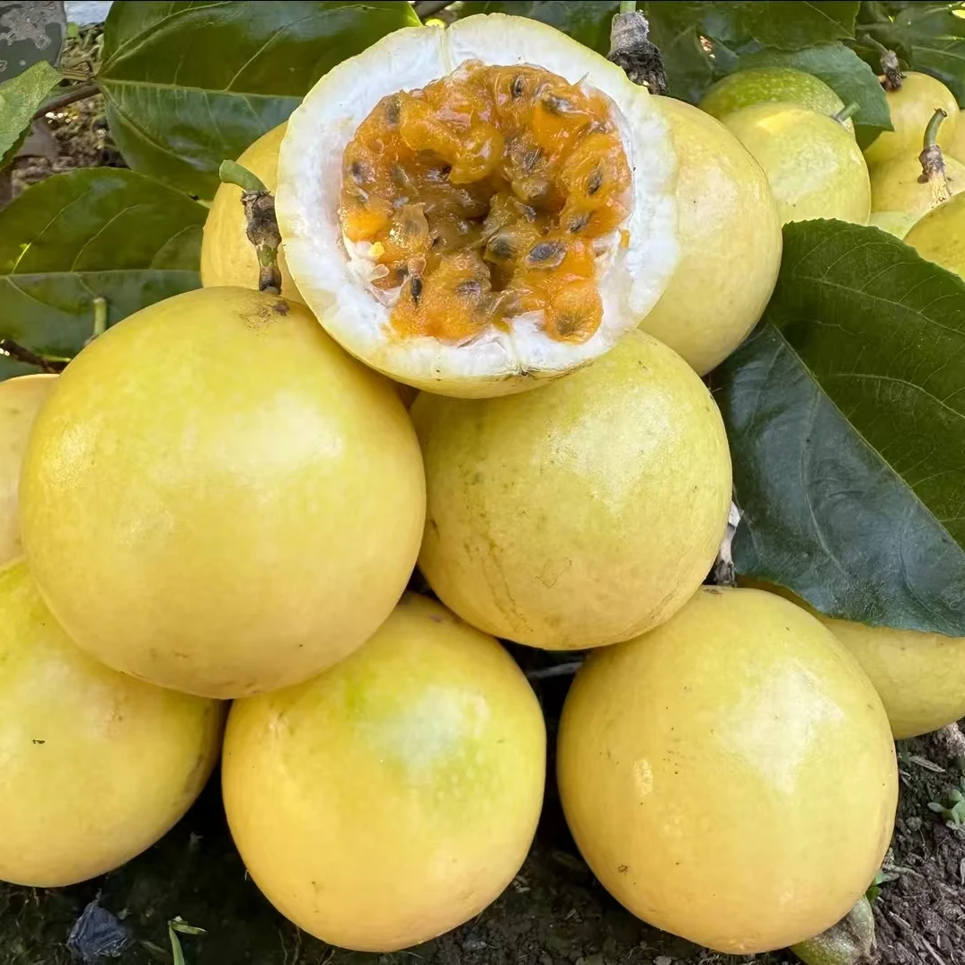 黄金百香果苗  纯甜不酸 新品种黄金百香果苗 盆栽地栽栽培